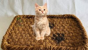 Rascador para gatos, tablero y juguetes de salón, rascador corrugado, almohadillas para cama - Product Image 6