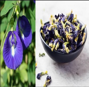 สารสกัดจากพืชแห้งที่ปลูกในป่าดอกถั่วสีฟ้าธรรมชาติบริสุทธิ์จาก100% ส่งตรงจากอินเดีย - Product Image 6