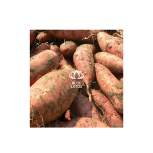 Patatas dulces púrpuras frescas de Vietnam de alta calidad con precio competitivo - Product Image 1