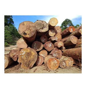 Grumes de bois de cempedak supérieures offertes en vente en gros aux acheteurs industriels et commerciaux - Product Image 5
