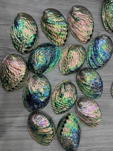 Conchas de abulón de calidad superior para suministros de artesanía Precio al por mayor Proveedor de Vietnam - Product Image 5