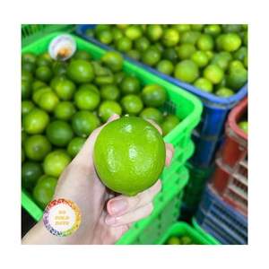 MEJOR PRECIO VIETNAM LIMONES FRESCOS EXPORTACIÓN A GRANEL CÍTRICOS CALIDAD PREMIUM SUMINISTRO AL POR MAYOR VENTA CALIENTE - Product Image 1