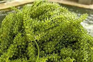 ALGUES DE RAISIN PREMIUM DE MER PROPRE/SUPERALIMENT À BASE DE PLANTES/PRÊT À PROFITER - Product Image 4