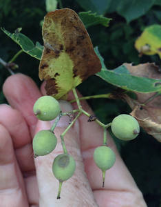 เมล็ดไม้แบสวู้ดอเมริกัน - Product Image 2