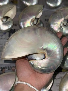 เปลือกหอยเปลือกหอย Nautilus ขัดสำหรับตกแต่งบ้านธีมมหาสมุทรรีสอร์ทและการจัดแสดงของตกแต่ง - Product Image 6