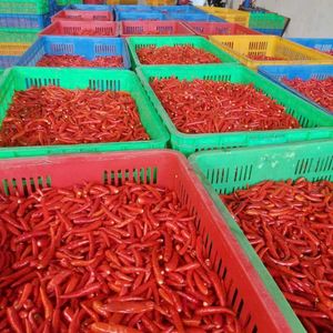 พริกสดแช่แข็งสีแดงสดจากเวียดนามระดับความร้อนสูงในราคาขายส่ง - Product Image 1