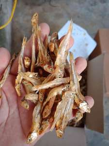 Anchoa seca hervida, pez pequeño, agua de temporada de alta calidad, Mar de fábrica de Vietnam - Product Image 6