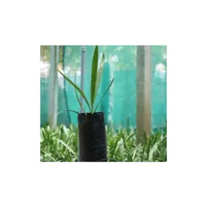 Export oriented plants Tissue Culture Date Palm Seedling mature plant very quickly giving you a quick and a wholesome yield