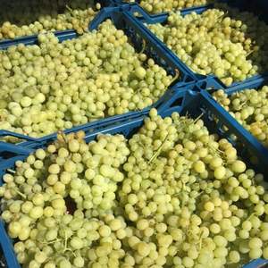 Uvas de Mesa Sin Semillas Cotton Candy - Tamaño Grande 20-28mm Frescas al por Mayor - Product Image 5