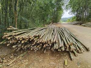 Meilleur prix pour des poteaux de bambou de haute qualité et en gros/poteaux de bambou brut/poteau de bambou pour la construction par Eco2go Vietnam - Product Image 5