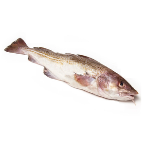 Exportador Mayorista de Bacalao del Atlántico Congelado / Filetes a Granel a Precio Económico - Product Image 5