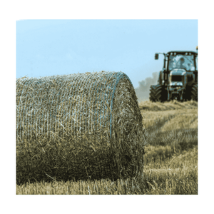 ส่งออกหญ้าโรดส์คุณภาพสูงจากปากีสถานไปยังประเทศจีน |   ผู้จัดจำหน่ายอาหารสัตว์ปศุสัตว์ธรรมชาติ - Product Image 4