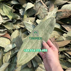 Daun kayu manis alami merupakan pilihan yang tepat untuk label OEM dalam kemasan ritel dan layanan makanan (WA +84914319488)