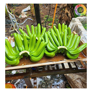 กล้วยสีเขียวสด13กก. กล่องกล้วยธรรมชาติที่ยังไม่สุกสำหรับทำอาหารหรือทำให้สุก - Product Image 5