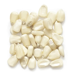 Vente chaude maïs blanc jaune non OGM à vendre - Product Image 4
