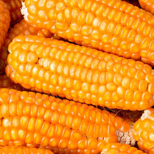 Maïs jaune glutineux biologique frais de Pologne, maïs sucré séché de haute qualité, en vrac, en sacs de 50 kg - Product Image 6