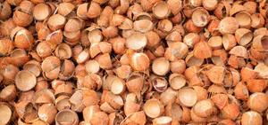 Cáscaras de coco de primera calidad Residuos agrícolas Mejor precio Calidad DE EXPORTACIÓN DE LA India para artesanía de carbón y combustible - Product Image 3