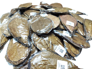 Hojas secas naturales de Catappa árbol de almendra indio 24 por paquete 10 cm/3,93 "pH equilibrador acuario mascota Material plástico limpieza - Product Image 5