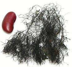 Mousse noire séchée saine récoltée durablement tradition ancienne patrimoine - Product Image 5