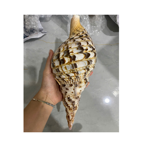 หอยทรัมเป็ตธรรมชาติคุณภาพสูงสำหรับตลาดอาหารทะเลตู้ปลาและงานฝีมือของที่ระลึกจำนวนมาก - Product Image 2