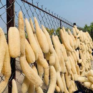 ใยบวบอบแห้งทำจากใยบวบธรรมชาติจากเวียดนาม - Product Image 3