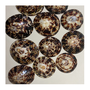 Grande surface polie de coquillages à patelle idéale pour la décoration artistique ou la fabrication de bijoux Fourniture artisanale en mer naturelle - Product Image 1