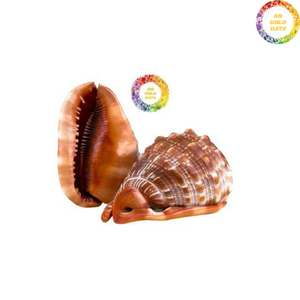 Coquille de Cassis Madagascariensis de qualité supérieure du Vietnam, fabriquée avec du matériau naturel pour la décoration et l'exposition. - Product Image 4