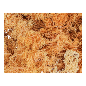 Musgo de mar fresco en grandes cantidades, el mejor precio más vendido 2025 - Product Image 1