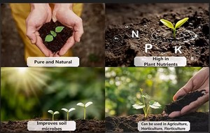 น้ํามัน Karanja คุณภาพระดับพรีเมียมละลายน้ําได้เพื่อการเกษตรใช้ตัวแทนการเจริญเติบโตสําหรับพืชผู้ผลิตปริมาณมากจากอินเดีย - Product Image 4