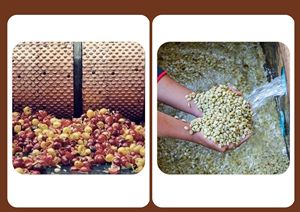 Raw <b>Robusta</b> <b>Coffee</b> <b>Beans</b> Natural Process S16/S18 - Export Quality Suitable For Roasting Origin Vietnam - Product Image 5
