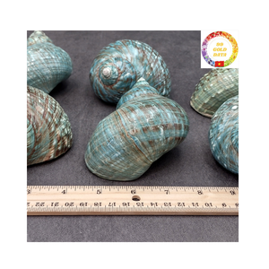 เปลือกเทอร์โบสีเขียวธรรมชาติระดับพรีเมียมจากเวียดนามสำหรับใส่แจกันในตู้ปลาและของตกแต่งชายฝั่งทำด้วยมือ - Product Image 5