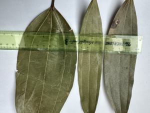 Venta al por mayor de alta calidad, hoja de Casia, canela, especias y hierbas secas individuales de Vietnam disponibles-Cinnamomum Cassia / ANNA DO VILA - Product Image 6