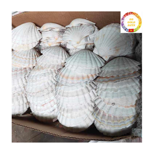 Venta al por mayor de conchas marinas vieiras blancas naturales, conchas grandes para decoración del hogar, manualidades, regalos hechos a mano, Vietnam - Product Image 1