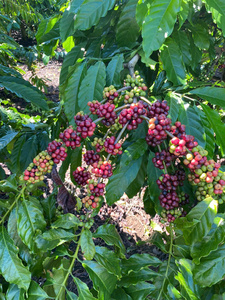 Granos de café Robusta de Vietnam Premium, aroma fuerte, sabor amargo audaz, Crudo y tostado a granel a precio competitivo - Product Image 5