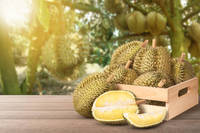 Beste Smaak Bevroren Durian Van Vietnam-Premium Natuurlijk Gezond