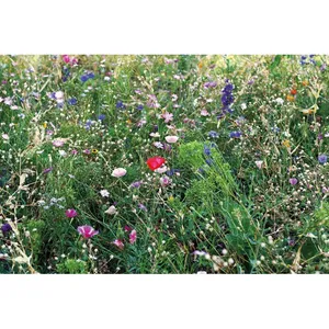 SEEDLOPEBEE - Graines de fleurs durables - Articles de jardinage - Product Image 2