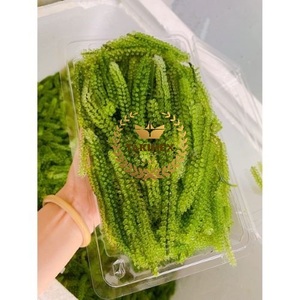 Uvas de exportación vietnamitas/Latok/Laver seco tostado de algas marinas (Lato) en embalaje de bolsa - Product Image 4