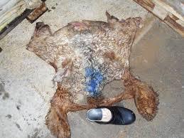 Pieles Saladas Premium – Cabezas de Vaca |   Mejores Precios - Product Image 5