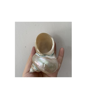 เปลือกหอยเทอร์โบขนาดใหญ่ไข่มุกงานฝีมือเปลือกหอยขัดเปลือกหอยสำหรับตกแต่งงานปาร์ตี้ชายหาดวันหยุดงานฝีมือตามธรรมชาติ - Product Image 1