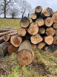 Grumes de châtaignes pour poutres et poteaux Grumes de châtaignes pour exportation vers l'Amérique du Nord Grumes de châtaignes pour coupe et fraisage - Product Image 3