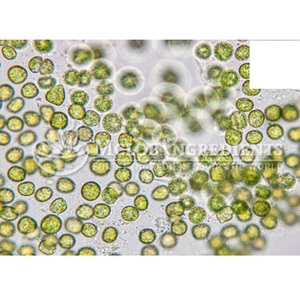 Extracto de Chlorella Premium, Superalimento Rico en Nutrientes para Desintoxicación, Inmunidad, Energía y Bienestar General, a Base de Plantas - Product Image 3