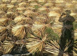 Jacinto de agua seca vietnamita: La opción natural y sostenible para manualidades y diseños de alta calidad - Product Image 5