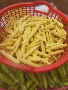 Maïs bébé congelé du Vietnam de haute qualité fraîchement récolté et propre prêt pour la cuisson - Product Image 5