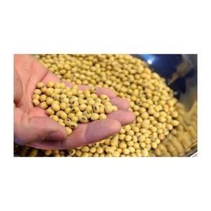 Fèves de soja de bonne qualité pour l'huile, soja, graines de soja avec un prix raisonnable au VietNam TAXE LIBRE - Product Image 2