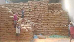 Mejor Suministro de Maíz Amarillo de Calidad/Maíz Amarillo para Consumo Humano, Maíz Amarillo No Transgénico/Maíz Amarillo para Alimentación Animal, Palomitas de Maíz - Product Image 6