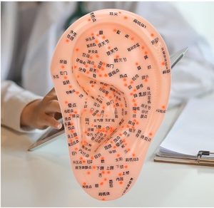 Modelo de acupuntura de oreja para aprendizaje y visualización de acupuntura con diseño de punto fijo de base grande - Product Image 4