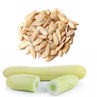 Concombres frais biologiques de haute qualité 100% naturels en sac/carton de 10 kg au prix de gros
