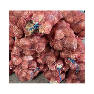 VENTE CHAUDE Noix de coco mûre de qualité pristine pour une cuisine asiatique authentique et un ingrédient essentiel pour les produits de soin de la peau biologiques - Product Image 5