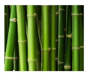 Split Half Cut Poteaux En Bambou Matériaux Naturels Prix Pas Cher En Gros Pour L'exportation De 99GD Viet Nam - Product Image 1