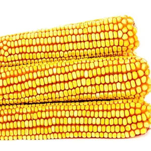 Maïs OGM ou NON OGM/MAÏS/Maïs jaune et maïs blanc pour l'alimentation humaine et animale - Product Image 1